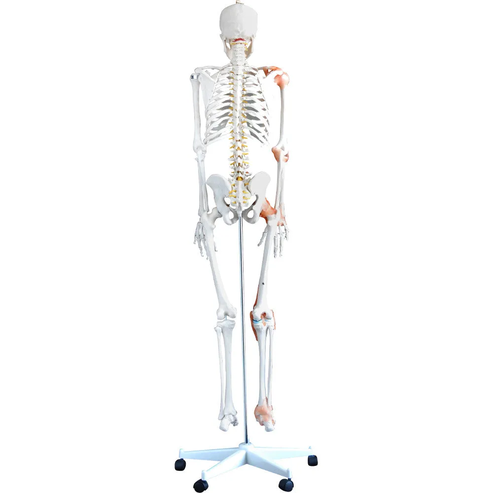 66fit Human Flexible Skeleton with Ligaments- 180cm