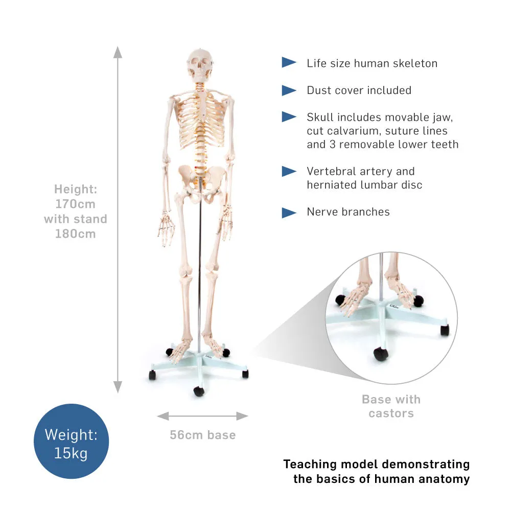 66fit Human Flexible Skeleton with Ligaments- 180cm