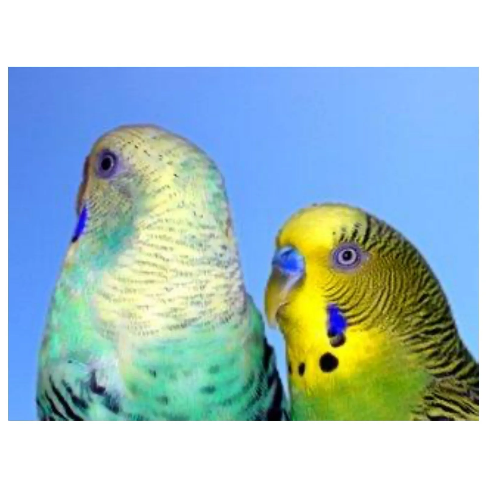 First Aid Plus - Birds