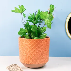 Pink Hive Ceramic Plant Pot