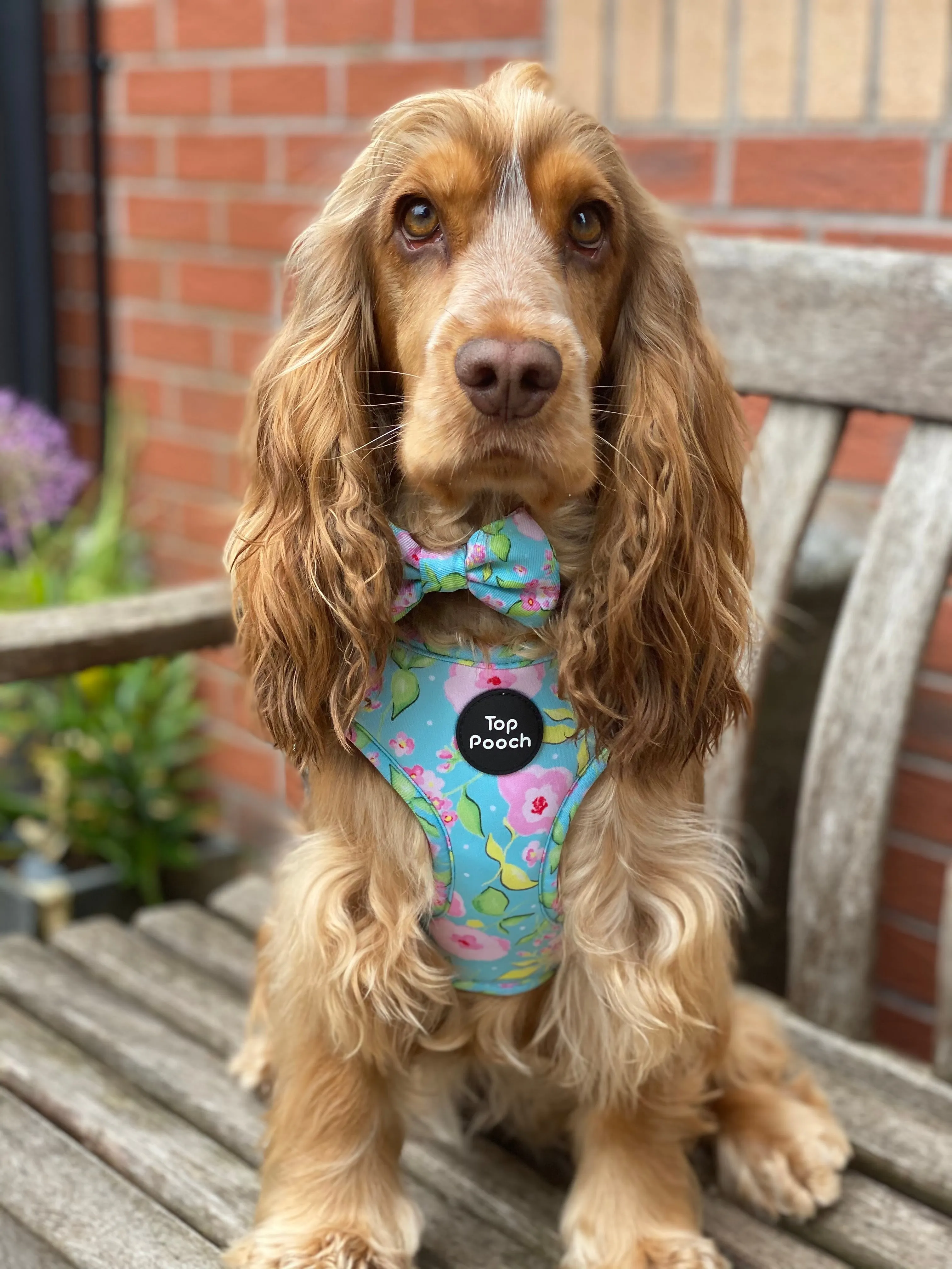 Santorini Dog Harness