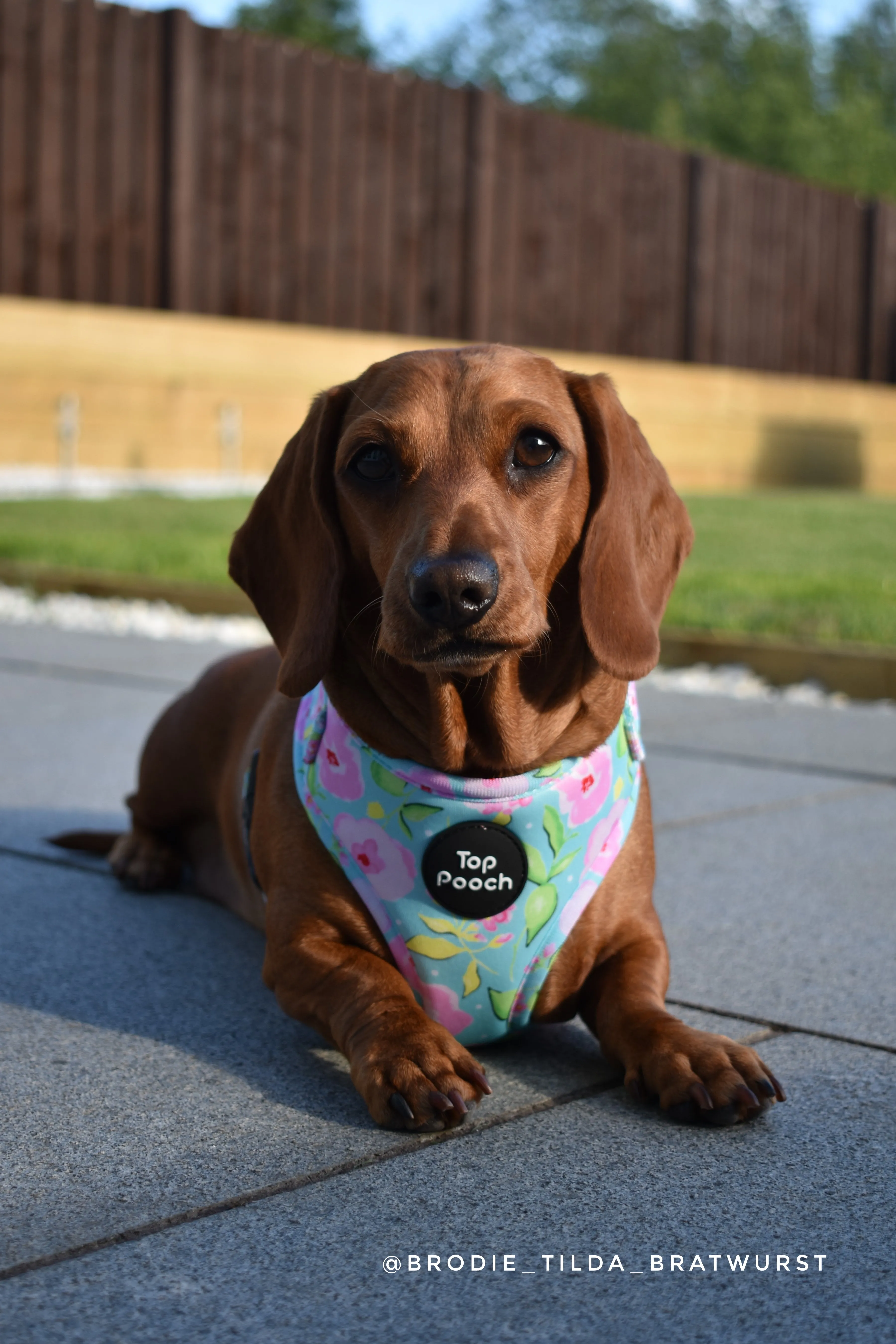 Santorini Dog Harness