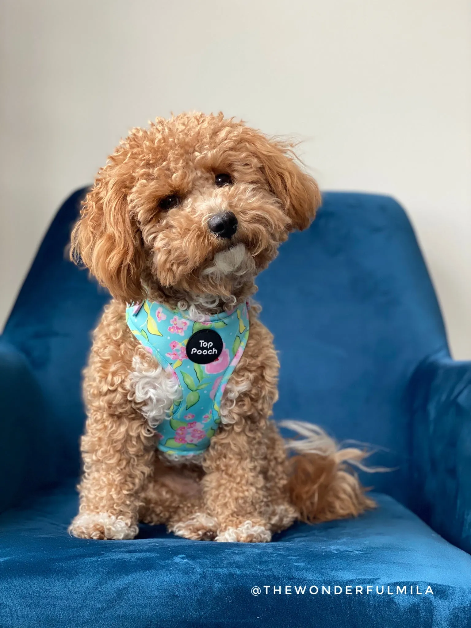 Santorini Dog Harness