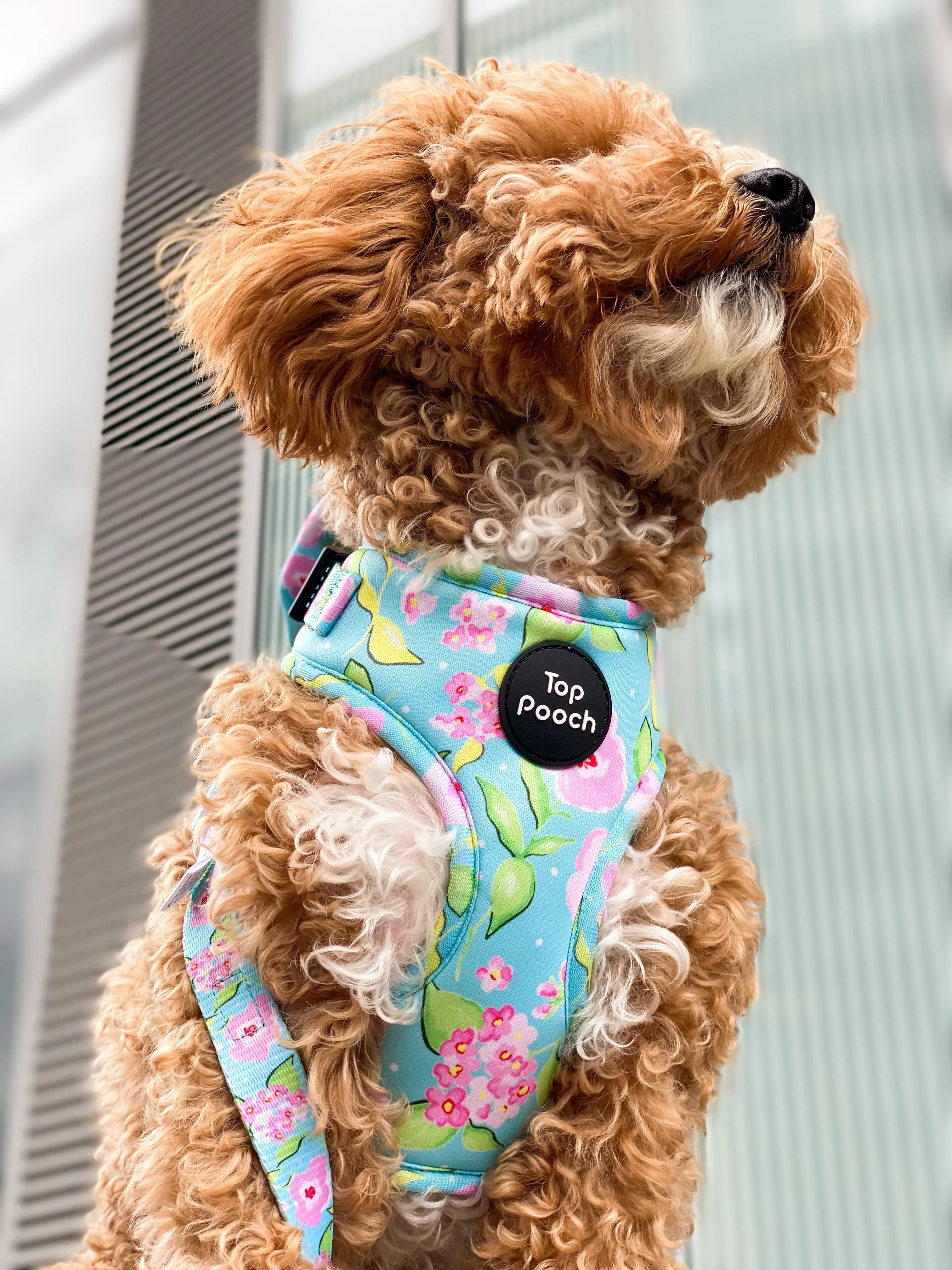 Santorini Dog Harness