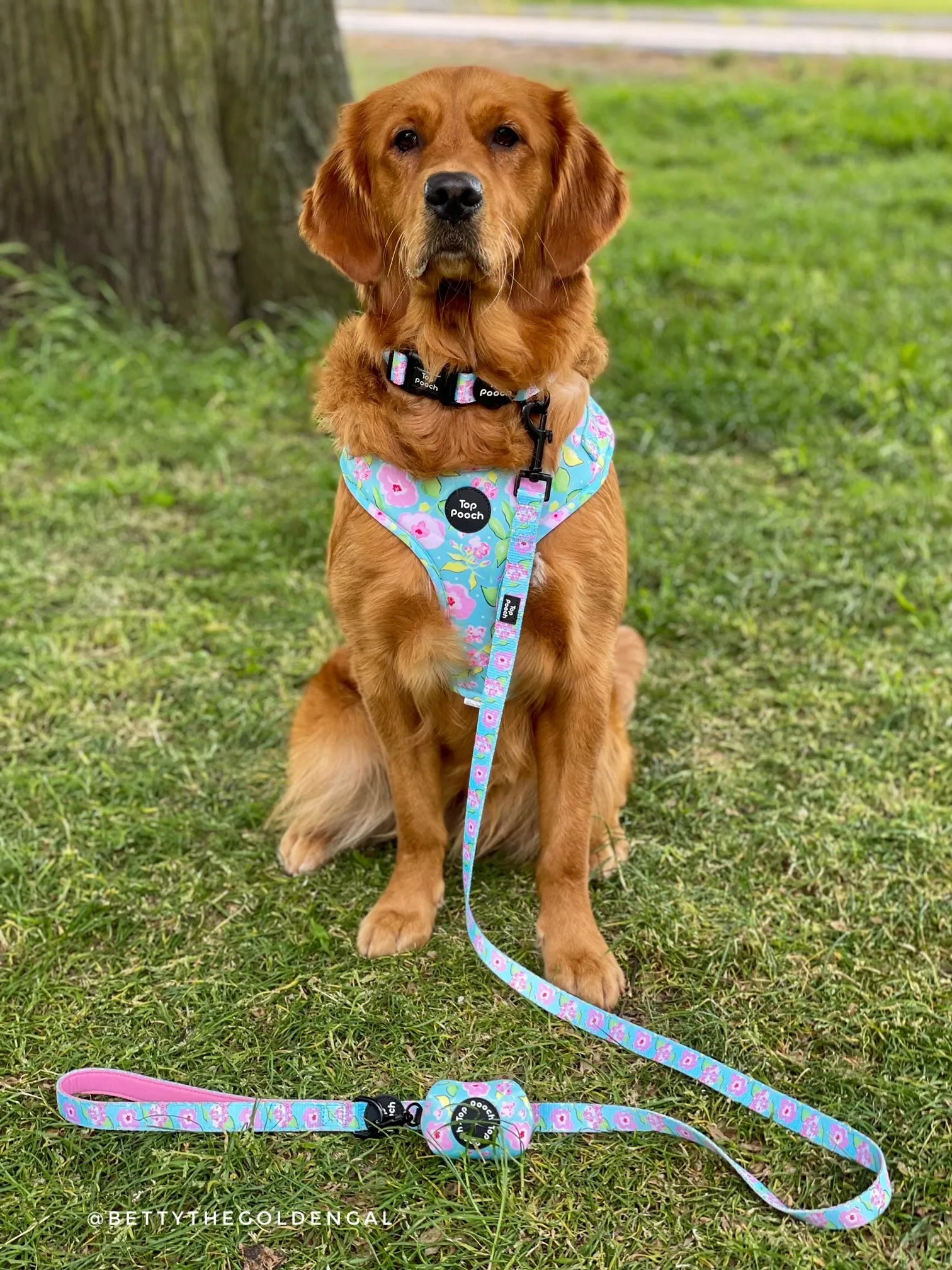 Santorini Dog Harness