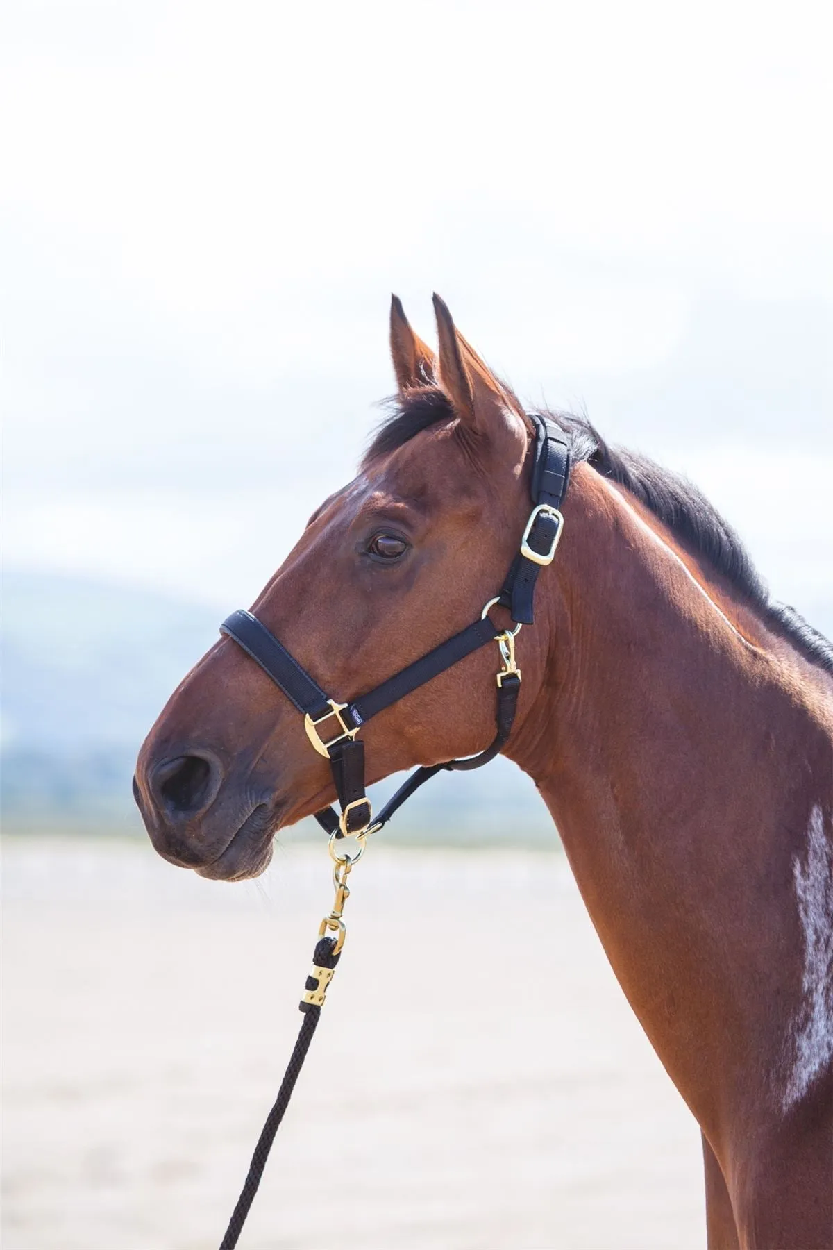 Shires Topaz Nylon Headcollar
