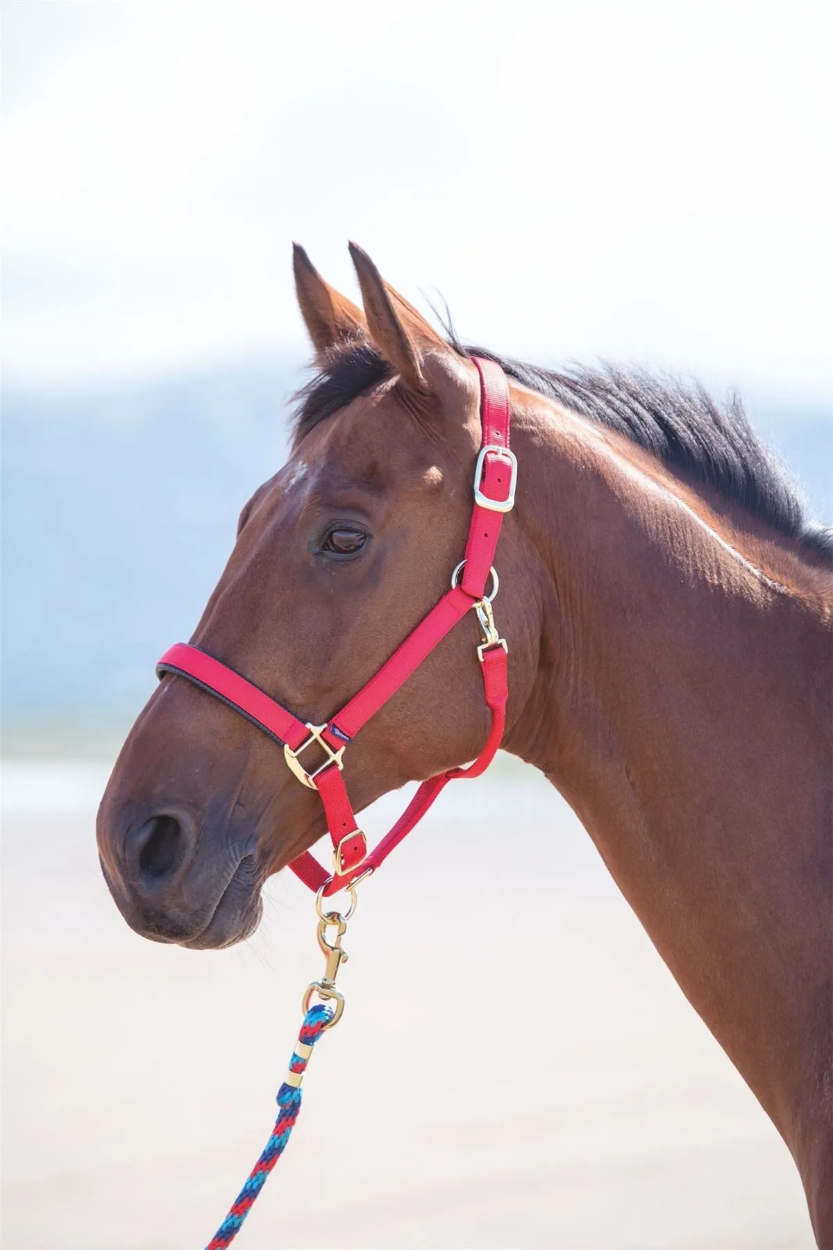 Shires Topaz Nylon Headcollar