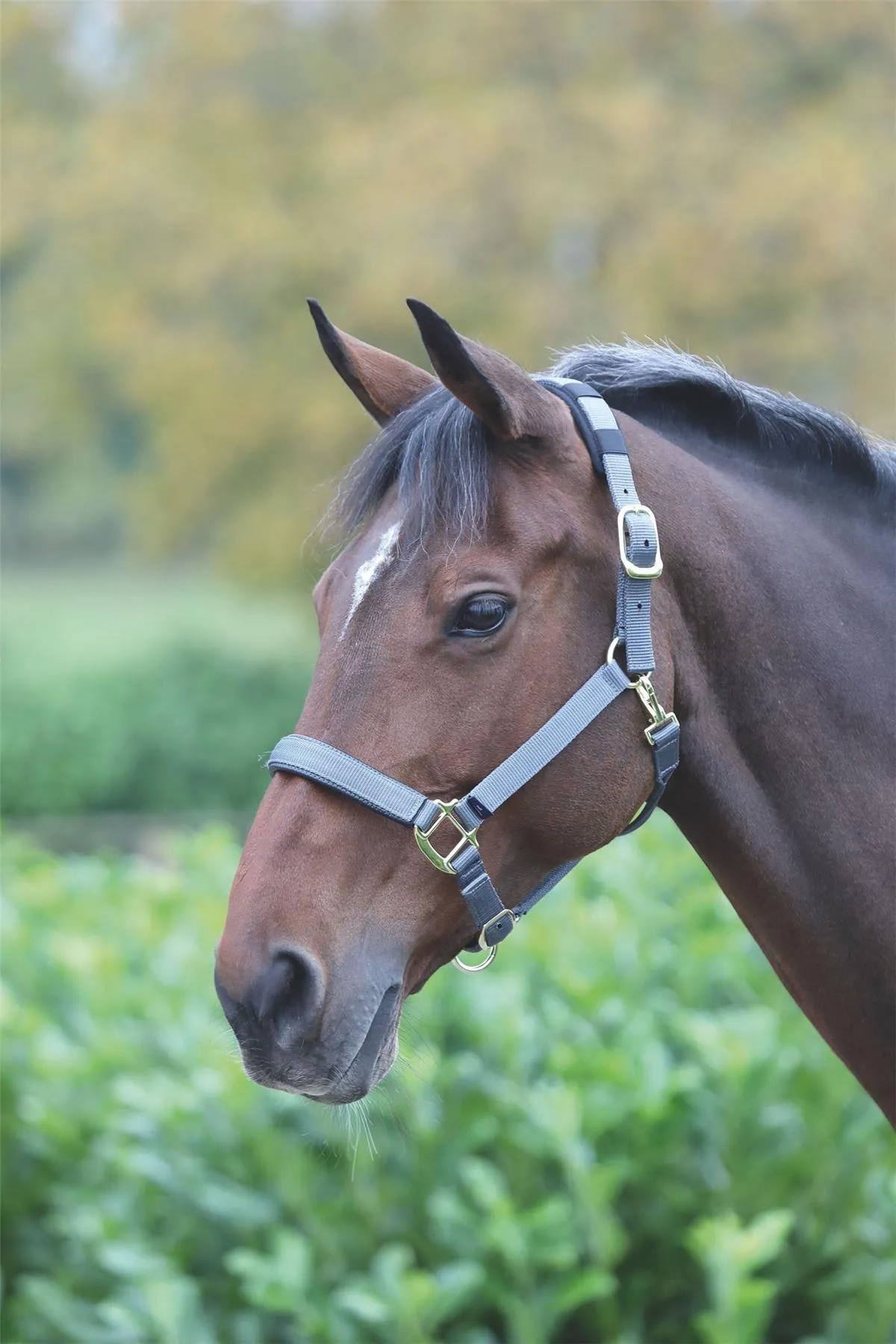 Shires Topaz Nylon Headcollar