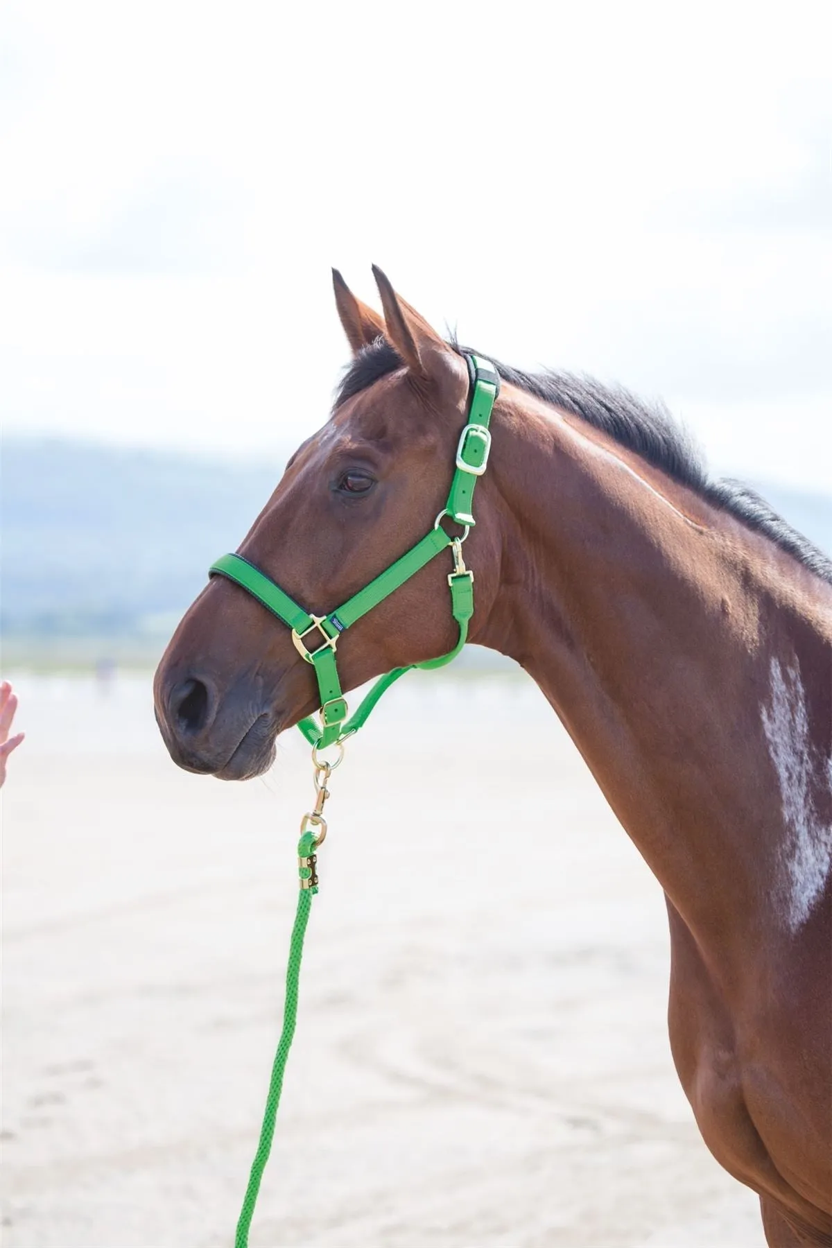 Shires Topaz Nylon Headcollar