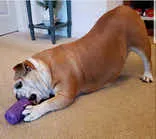 Sodapup Can Toy Durable Rubber Chew Toy & Treat Dispense