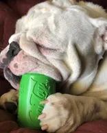 Sodapup Can Toy Durable Rubber Chew Toy & Treat Dispense