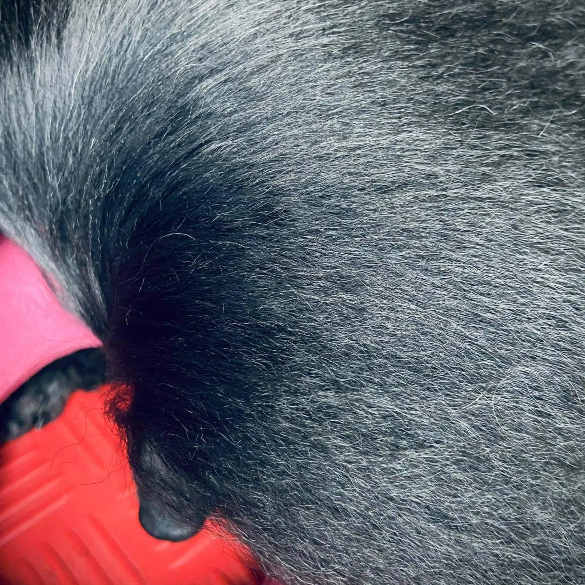 SPRAY ALL DAY | Lightweight Dog Conditioning Spray